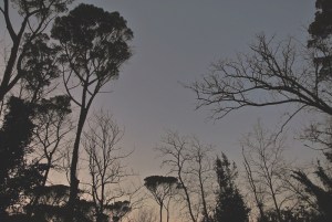 cielo azzurro rami
