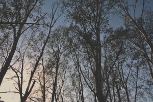 corteccia rami cielo
