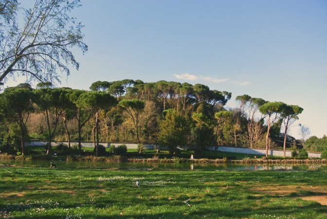 erba verde alberi