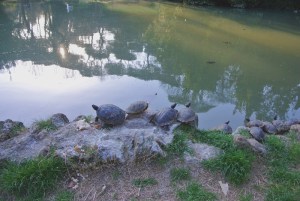 tartarughe piccole lago