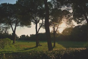 tramonto alberi erba
